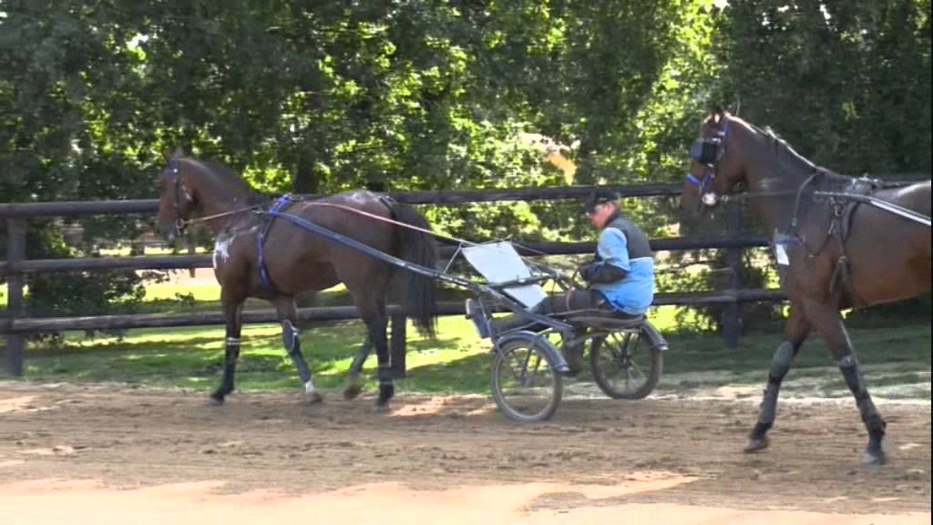 Timoko: la Belgique avant l'Amérique!