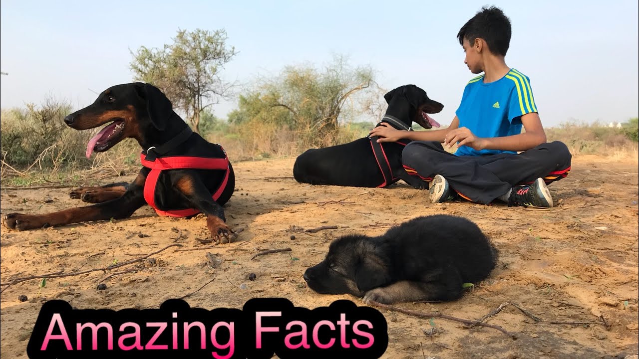 Doberman Dog Amazing facts, Diet, why thieves scared of it, Training slow steps, Play time in Jungle