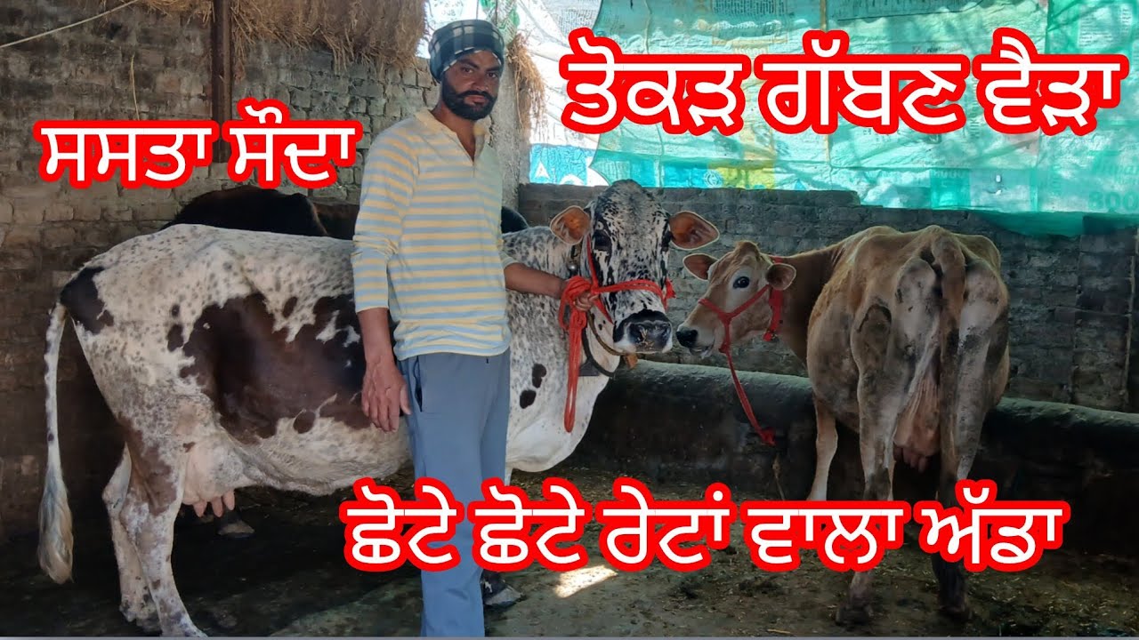ਫੋਨ 8727941301 ਤੋਕੜ ਗੱਭਣ ਚੈੱਕ ਪਾਸ ਵੈੜ 8 ਕਿਲੋ ਦੁੱਧ ਛੋਟੇ ਛੋਟੇ ਰੇਟਾਂ ਵਿੱਚ ਤਿੰਨ ਵੈੜਾ #cheema dairy farm 