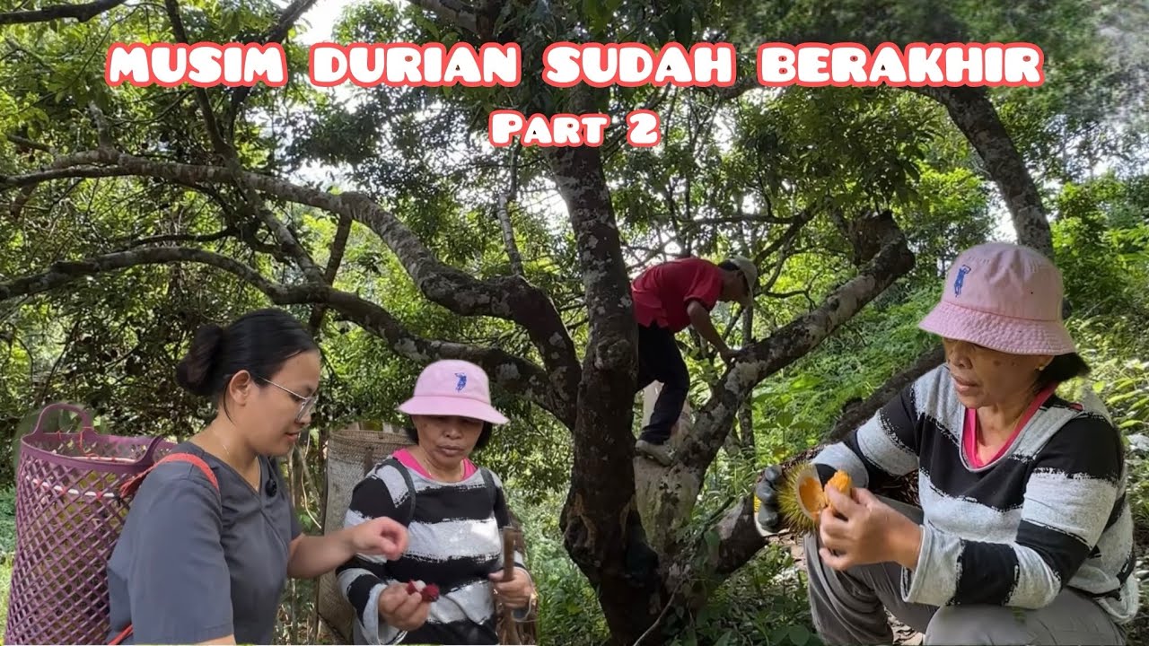 PERTAMA KALI MAKAN BUAH METANYIT | AMAI PETIK BUAH PULASAN