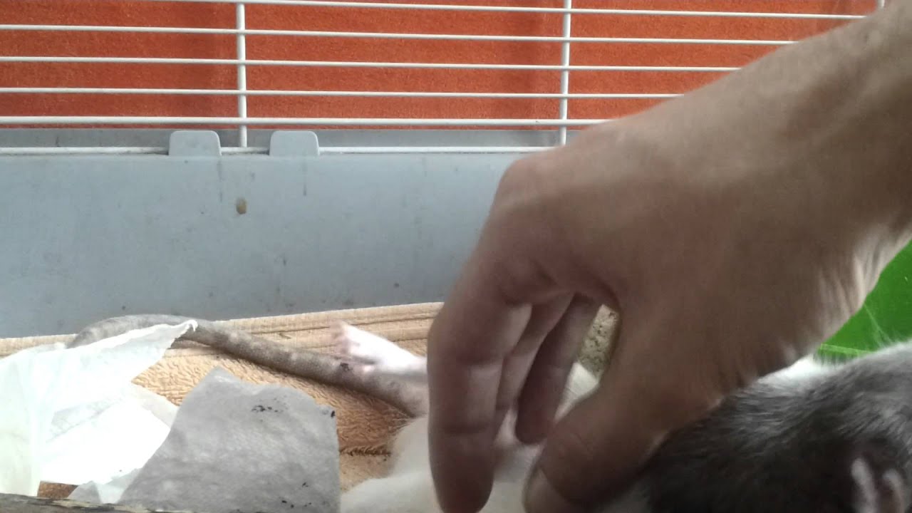Ratte kuschelt...