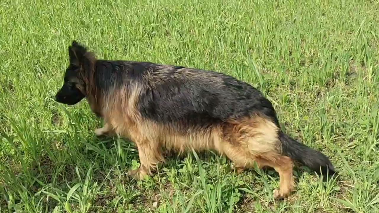 Aaj Gaye German Shepherd dog kennel 🐕‍🦺#germanshepheard #dogbreed #viralvideo 