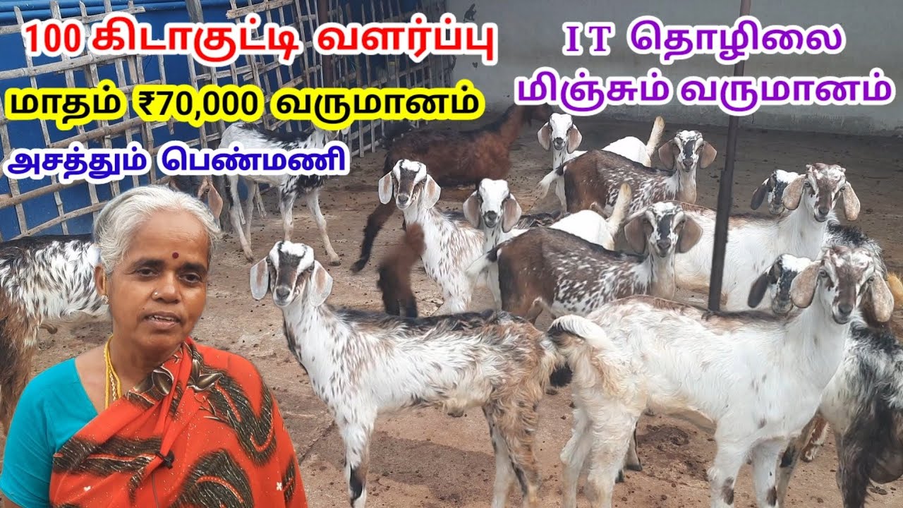 100 கிடா குட்டி வளர்ப்பு / மாதம் ₹70,000 வருமானம் / அசத்தும் பெண்மணி /6380393944 / @tamilvivasayi