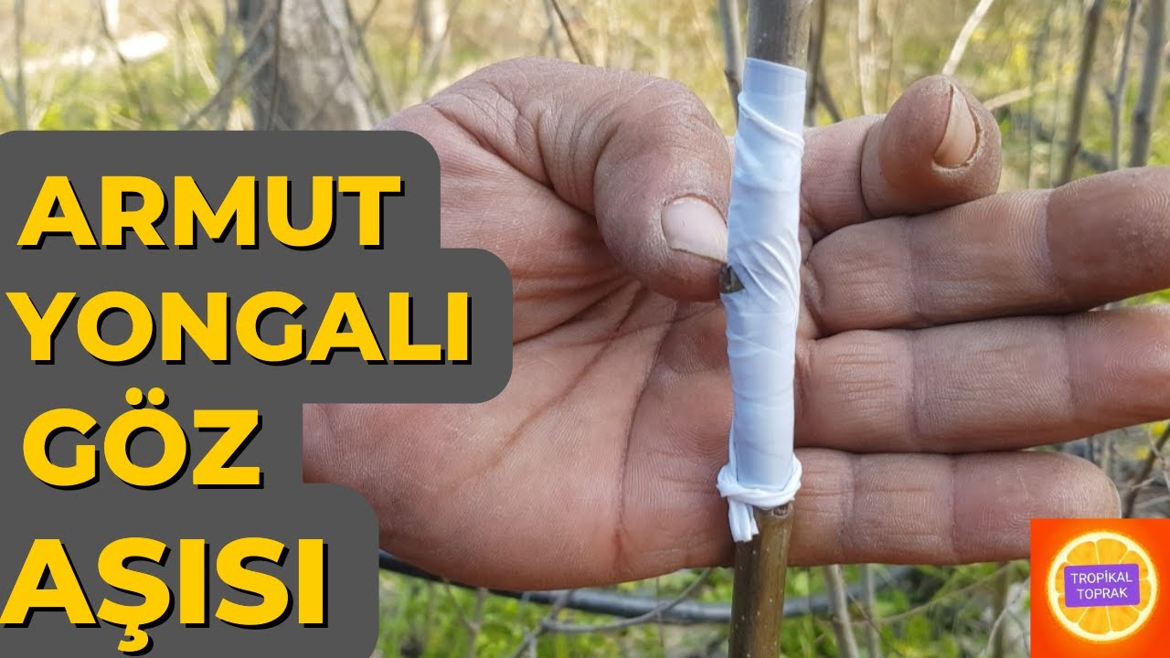 Armut Yongalı Göz Aşısı Nasıl Yapılır ?