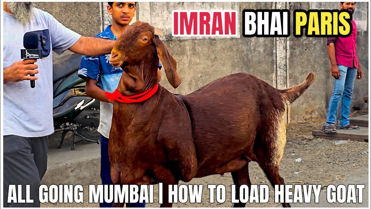 LEGEND IMRAN BHAI PARIS | SURAT | HOW TO LOAD HEAVY KHASSI BAKRE | GOING MUMBAI