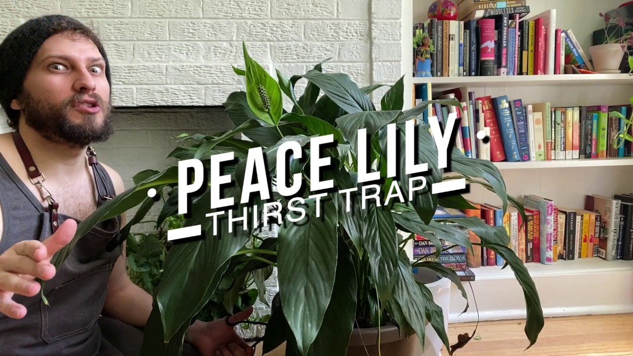 Peace Lily Thirst Trap or How To Water a Peace Lily