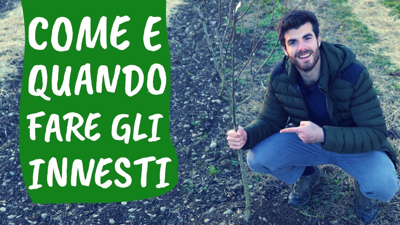 INNESTI: come e quando innestare le piante da frutto. Una PANORAMICA sui tipi di innesto.