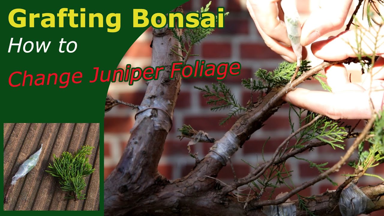 Grafting Juniper Bonsai - Explained in clear easy steps,  so yes: you can do this too