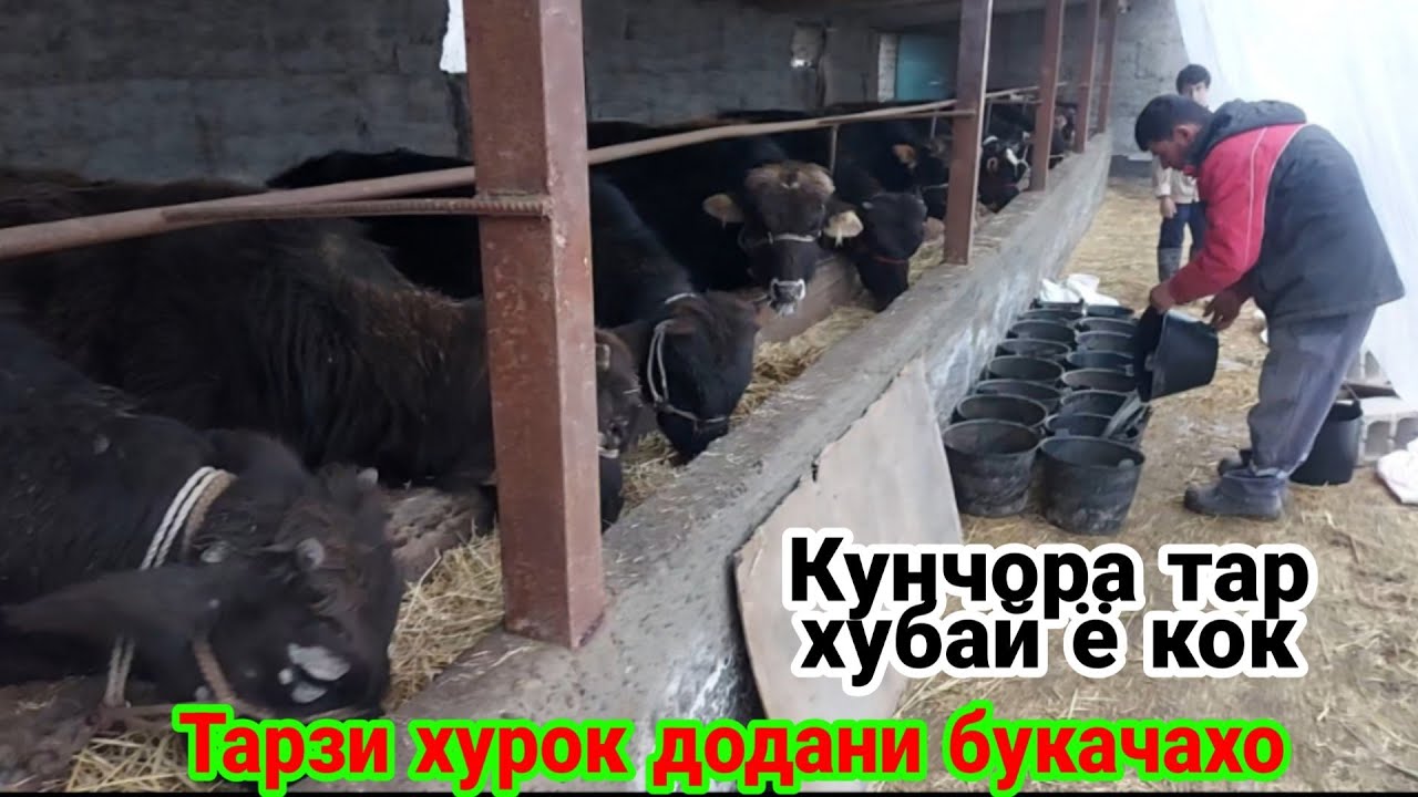 Парвариши букача Тарзи додани хурок (Бука парвари) Точикистон     1 февраля 2023 г.