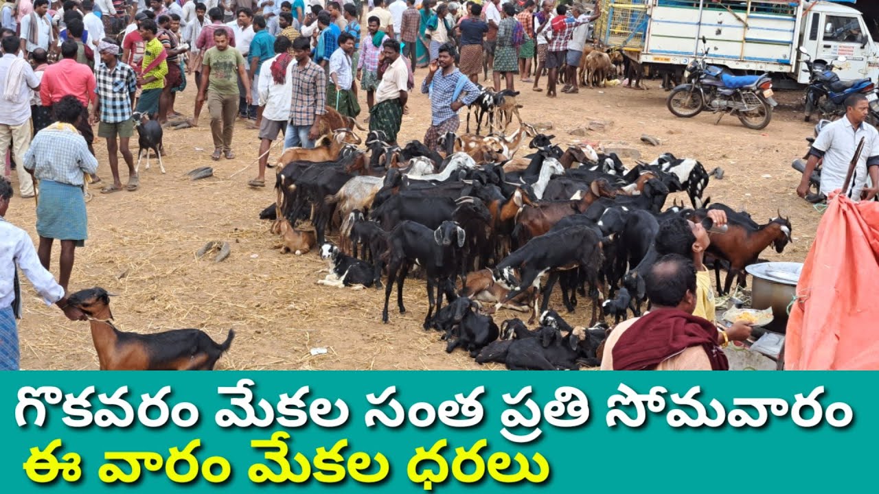 GOKAVARAM  GOATS MARKET MONDAY 13 6 2022