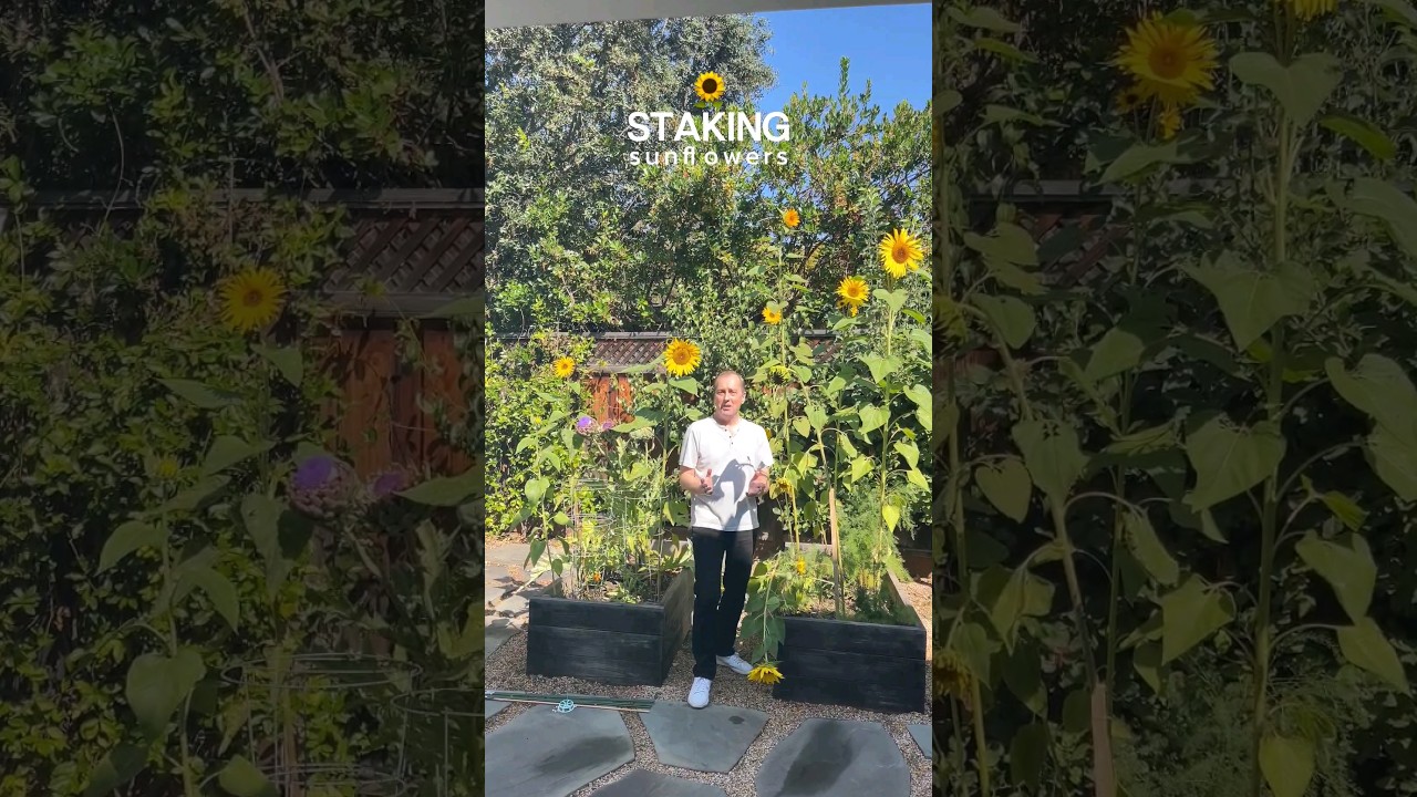 How To Stake Leaning Sunflowers #gardening