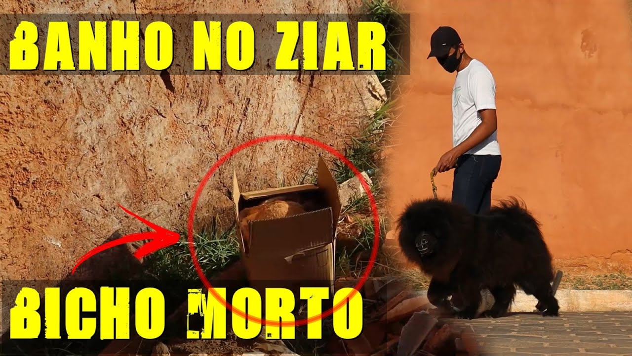 BANHO NO ZIAR E JOGARAM UM BICHO MORTO AQUI PERTO DE CASA