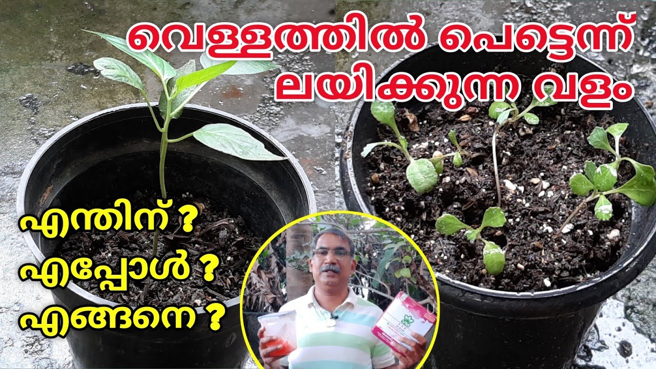 വെള്ളത്തിൽ  ലയിക്കുന്ന വളം| NPK19:19:19| Water Soluble Fertilizer for Plants When and how to use it?