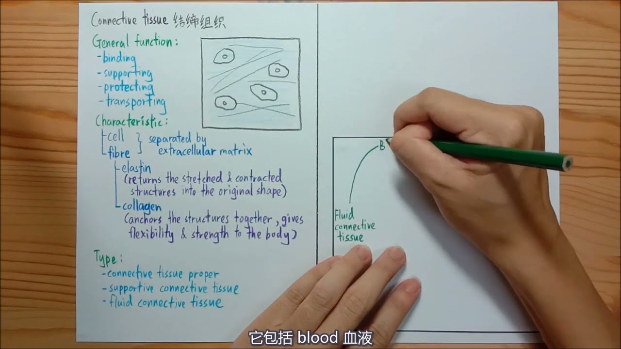 1-5 Connective tissue 结缔组织