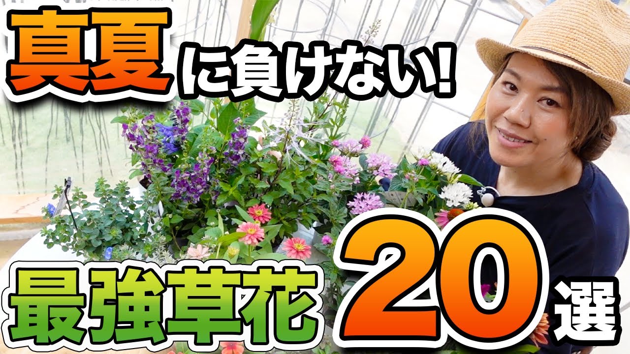 【見ないと損!】夏の暑さに強くて育てやすい!オススメの草花を20選ご紹介します♪【初心者向け】【ガーデニング】【園芸チャンネル】