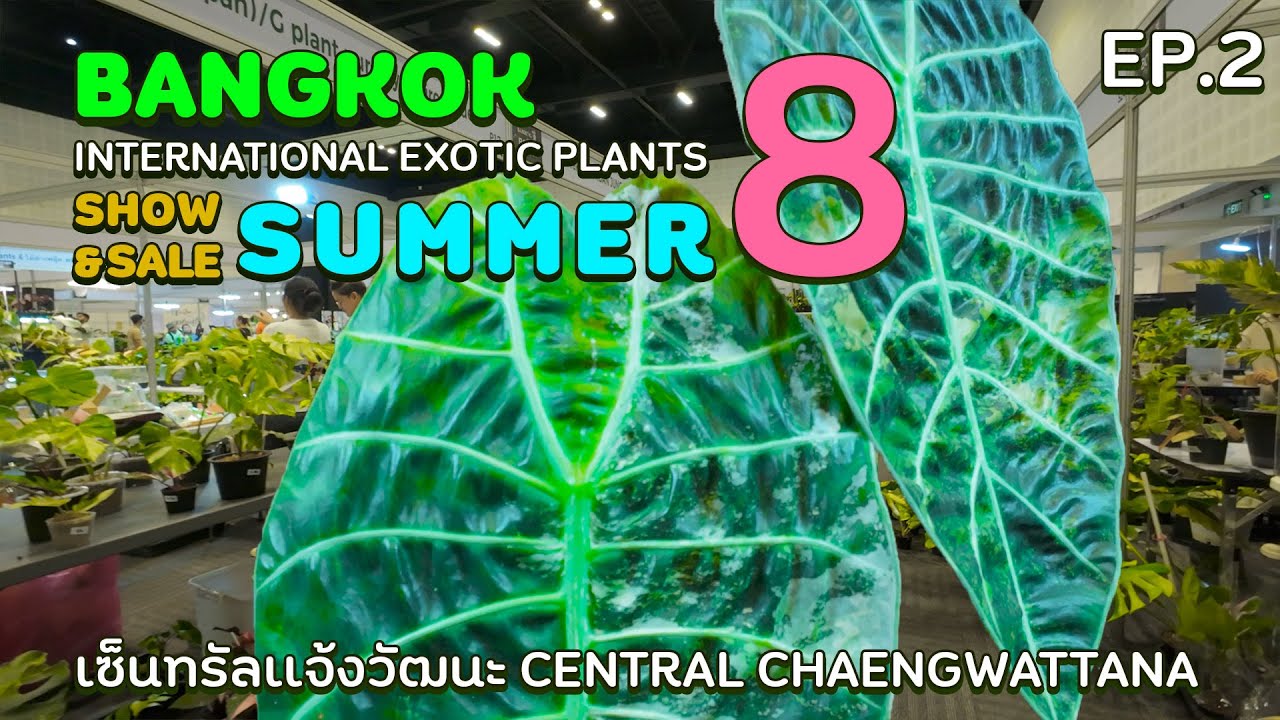 BANGKOK INTERNATIONAL EXOTIC PLANTS SHOW & SALE 8 | 24/11/2567 EP.2