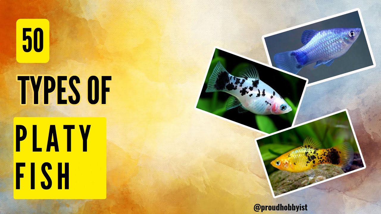 50 Types of Platy Fish | Live bearer Platy Fish variants | Proud Hobbyist