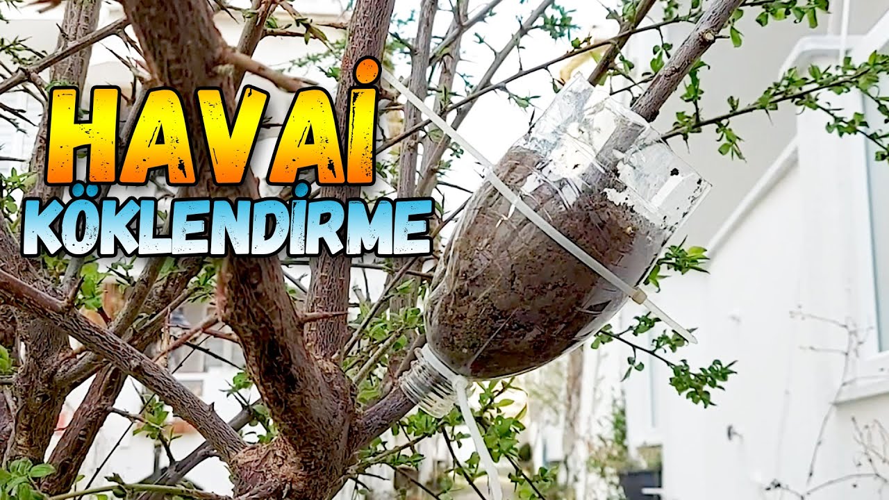 Как сделать накладные укоренения » вики полезно Слива