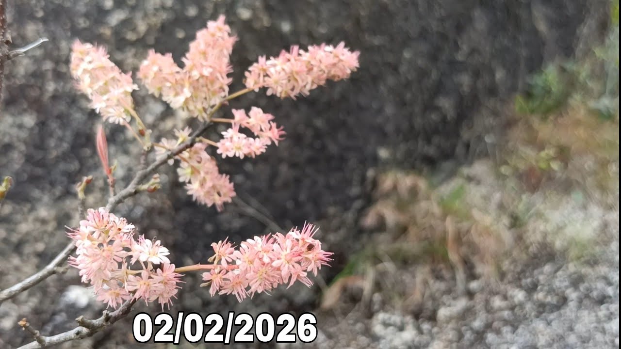 🌳BSKR - Hôm nay có hồng sơn liễu, lêkima, trâm móc, đơn rừng (02/02/2026)☎️0965.773.818