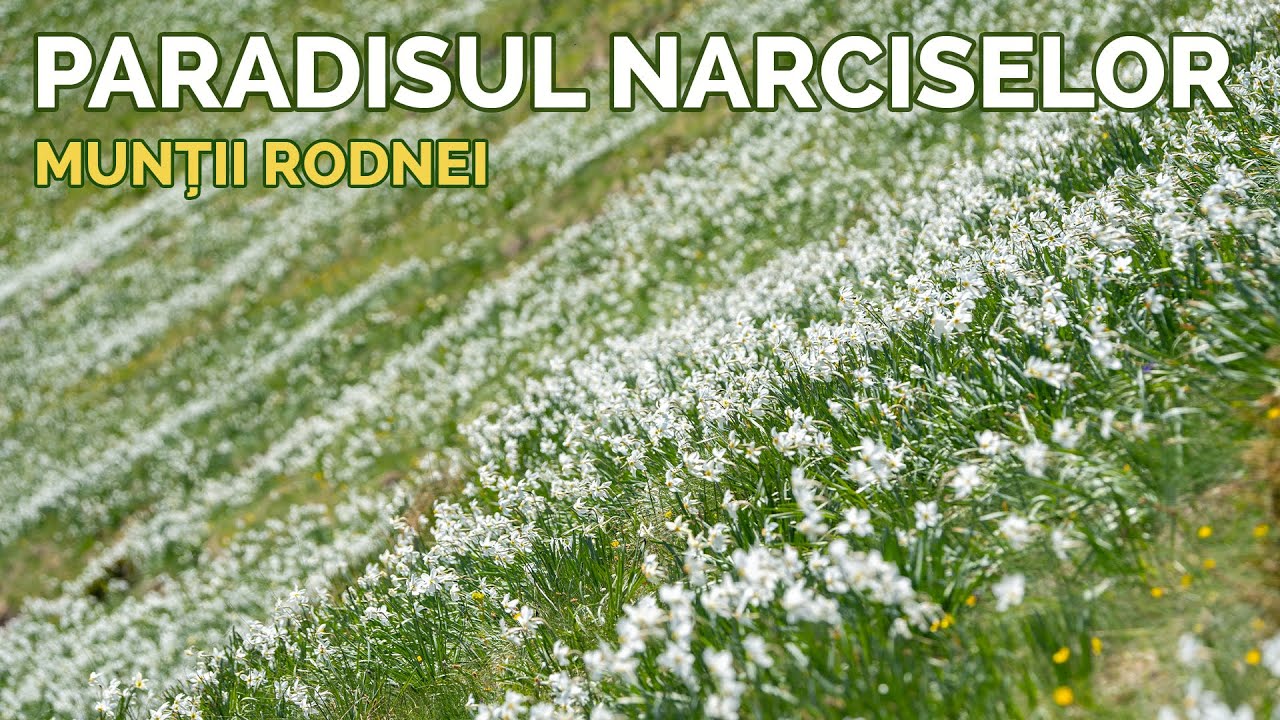 Poiana cu narcise de pe Masivul Saca, Munții Rodnei