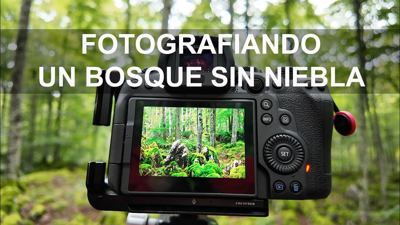 Fotografiando un bosque sin niebla