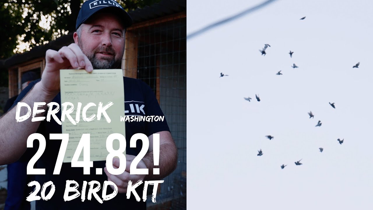 Roller Pigeon Kit Flying - Derrick Washington(274.82 )