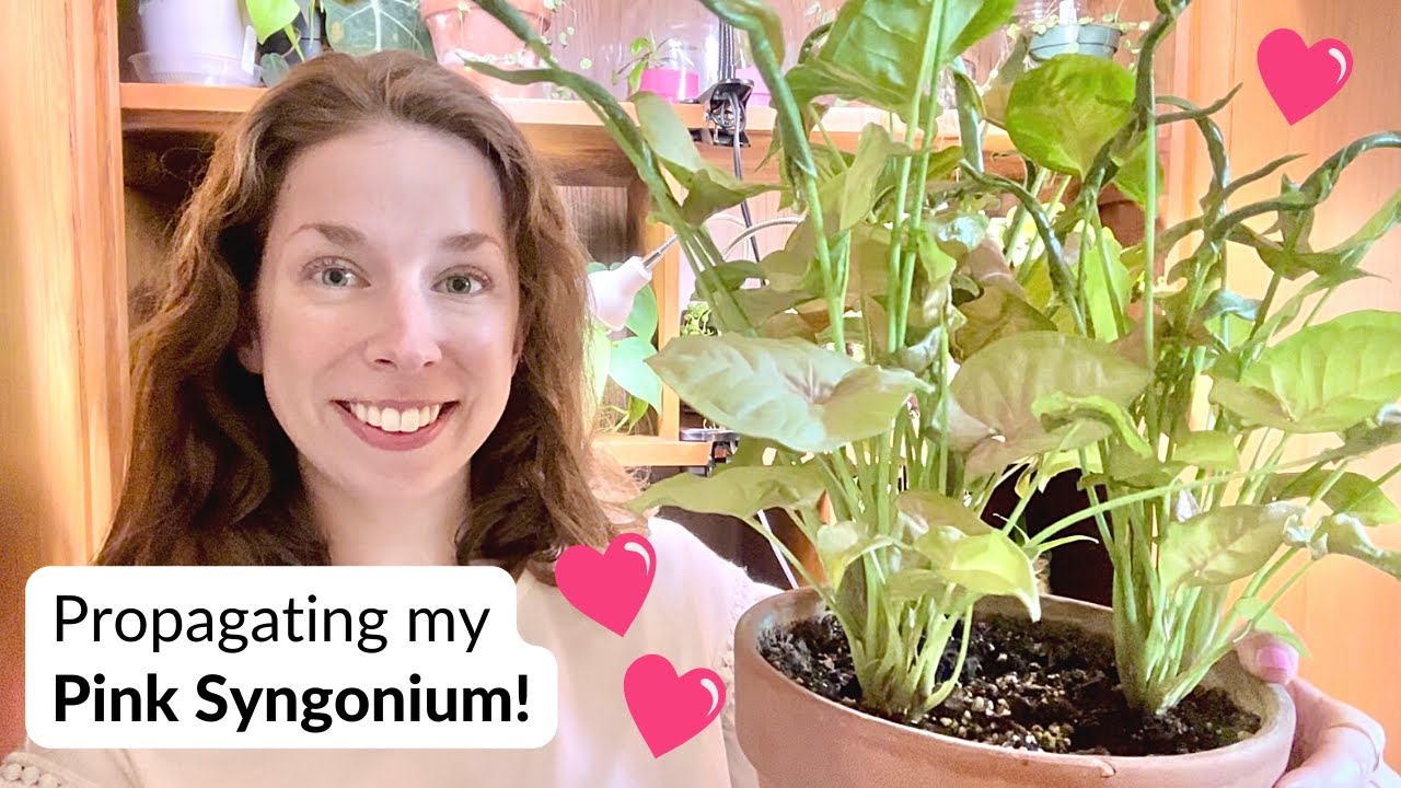 Let's propagate my 🩷 Pink Syngonium 🩷 (this plant hates me but I still love it)