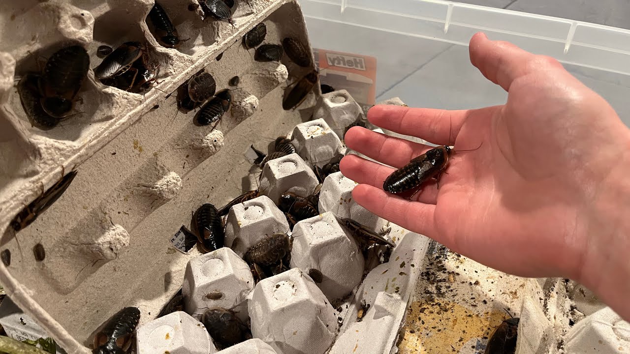Can Feeder Roaches Infest Your Home? Having Feeder Insects In Your House!?!? | DIY Reptiles