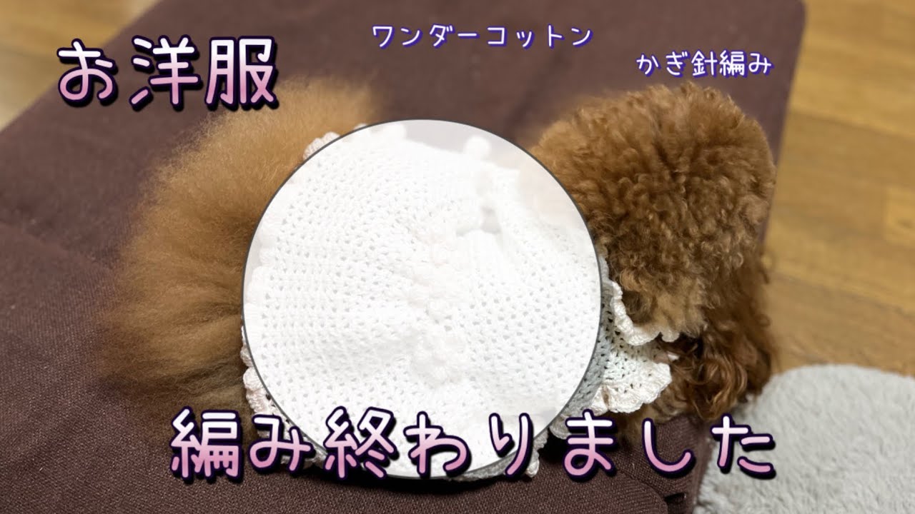 お洋服編んでみました#癒し #toypoodle #タイニープードル #可愛い #かぎ針編み ＃編み物#犬服