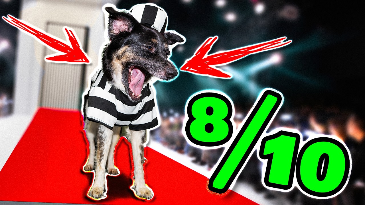 I Turned My Dog Into a Fashion Icon