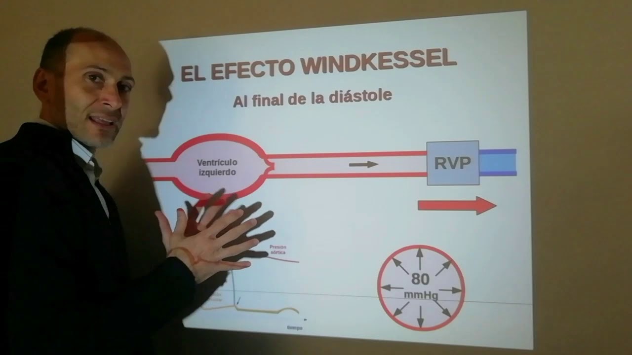 El efecto Windkessel y la presión arterial durante el ciclo cardíaco