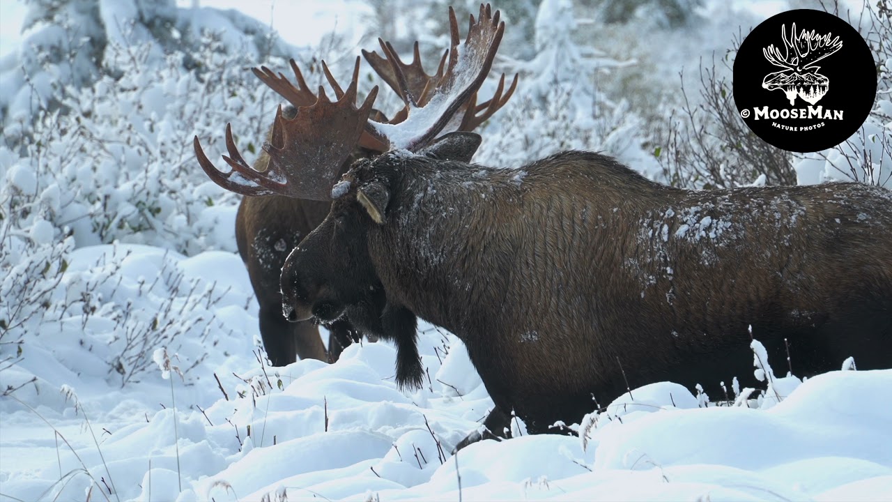 Big Alaska Bull Moose in Deep Snow | MooseMan Video Photography Calendar