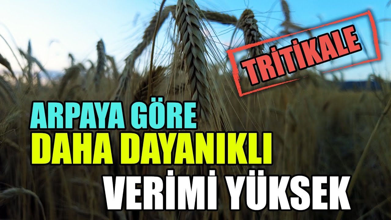 Arpaya Göre Daha Dayanıklı Verimi Yüksek: TRİTİKALE