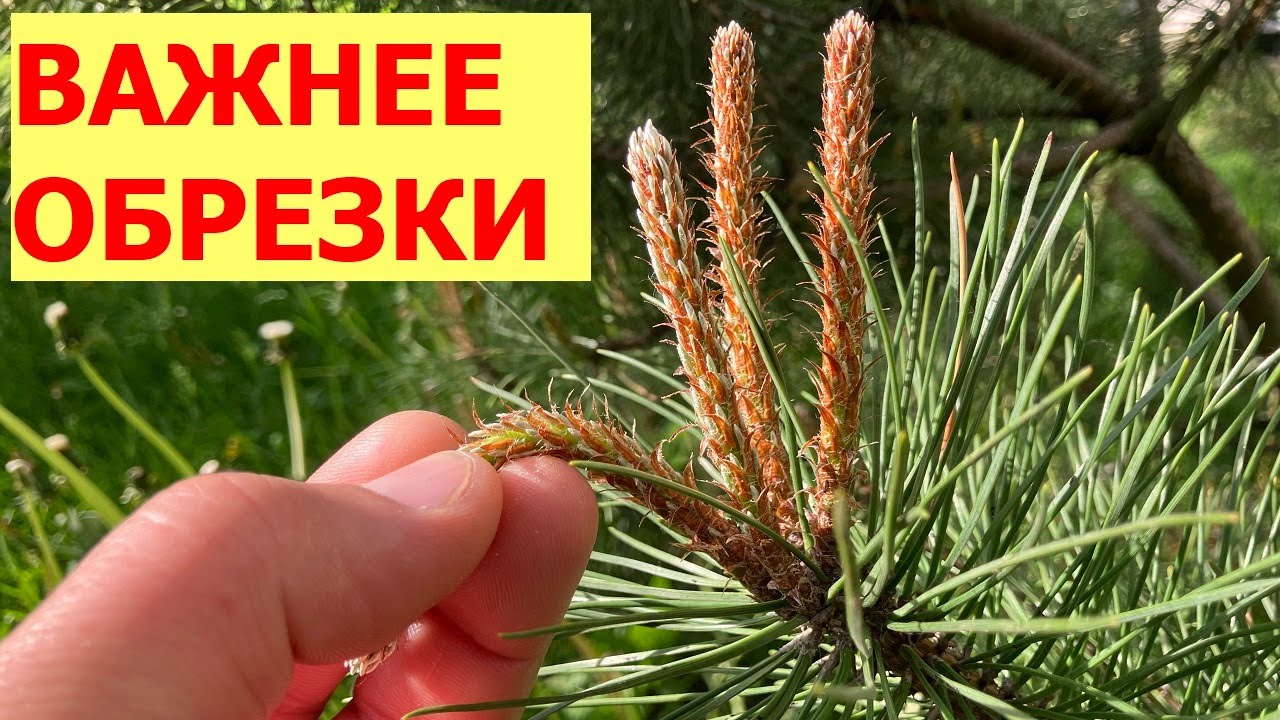 Прищипка сосен с разным типом кроны - зачем, когда, как