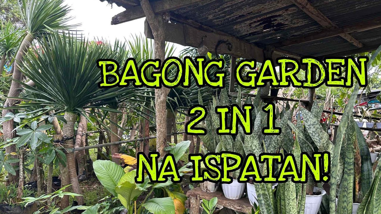 TRIPLE MATITIPID MO 2 IN1 GARDEN!  #MINESANDEDITHGARDEN #INAHSGARDEN #GARDENTOUR #PLANTS