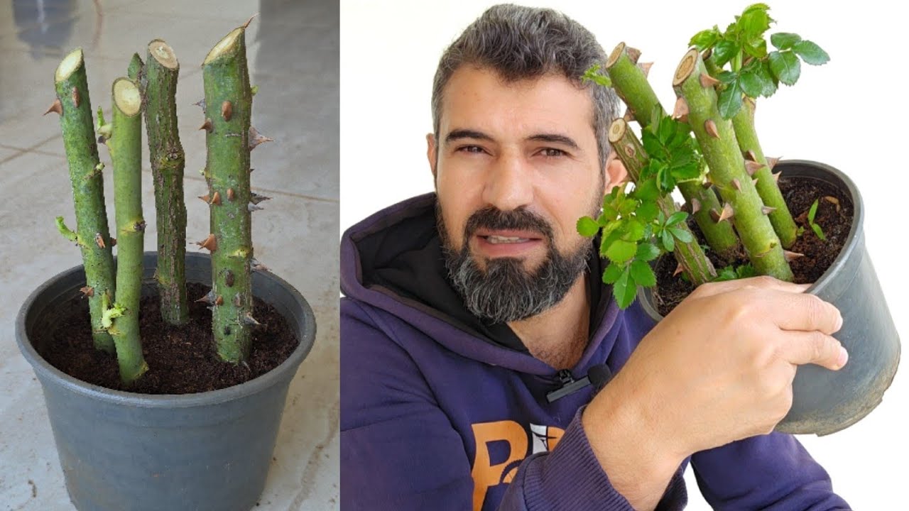 نصيحة لاترمي اغصان ورد الجوري بعد التقليم لهذا السبب