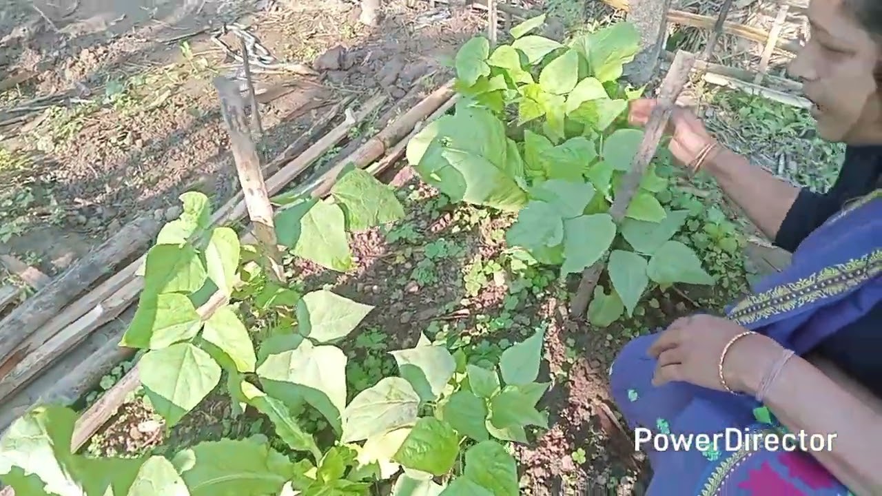 মই মোৰ প্ৰথম ভিডিঅ টোত মই ঘৰতে কৰা খেতি খিনি আপোনালোকৰ আগত দেখালো।সকলোৱে যাতে মোক সহযোগ কৰে।🙏