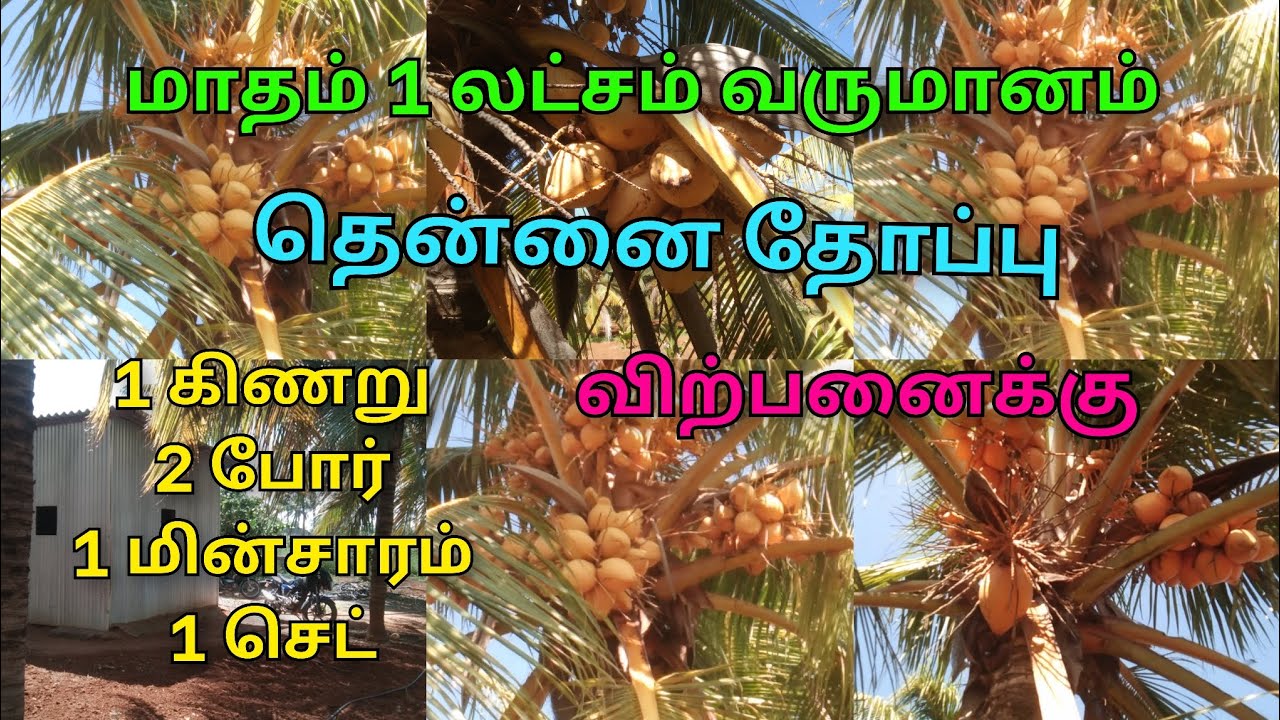 9600525601 திண்டுக்கல் மாவட்டம் எரியோடு பஸ்டான்ட் அருகில் ஊரை ஒட்டி தென்னை தோப்பு விற்பனைக்கு