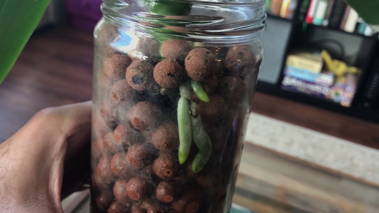 4 Month Adaptation: Semi-Hydroponics