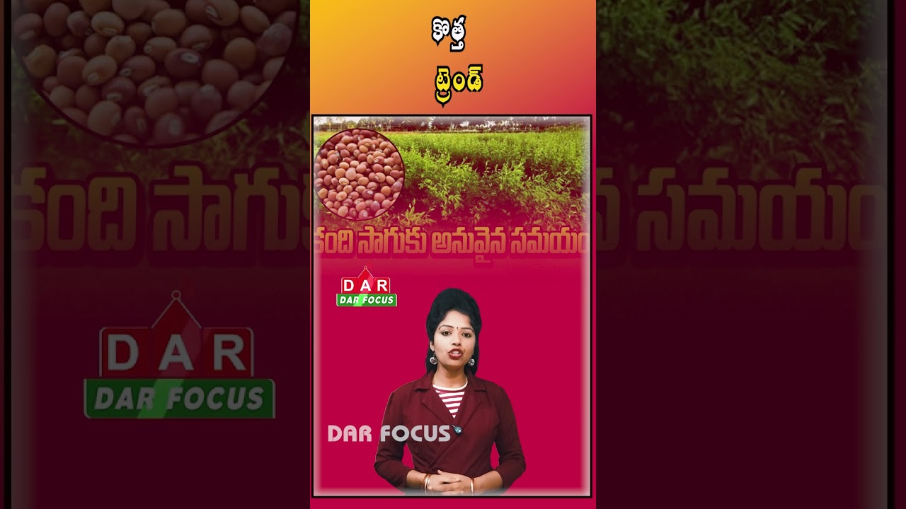 Rayalaseema Farmers Shift Focus to Red Gram Cultivation This Kharif Season | DAR FOCUS