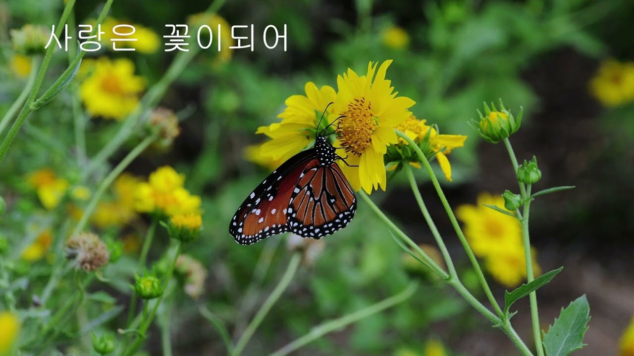 사랑이 꽃이 되어