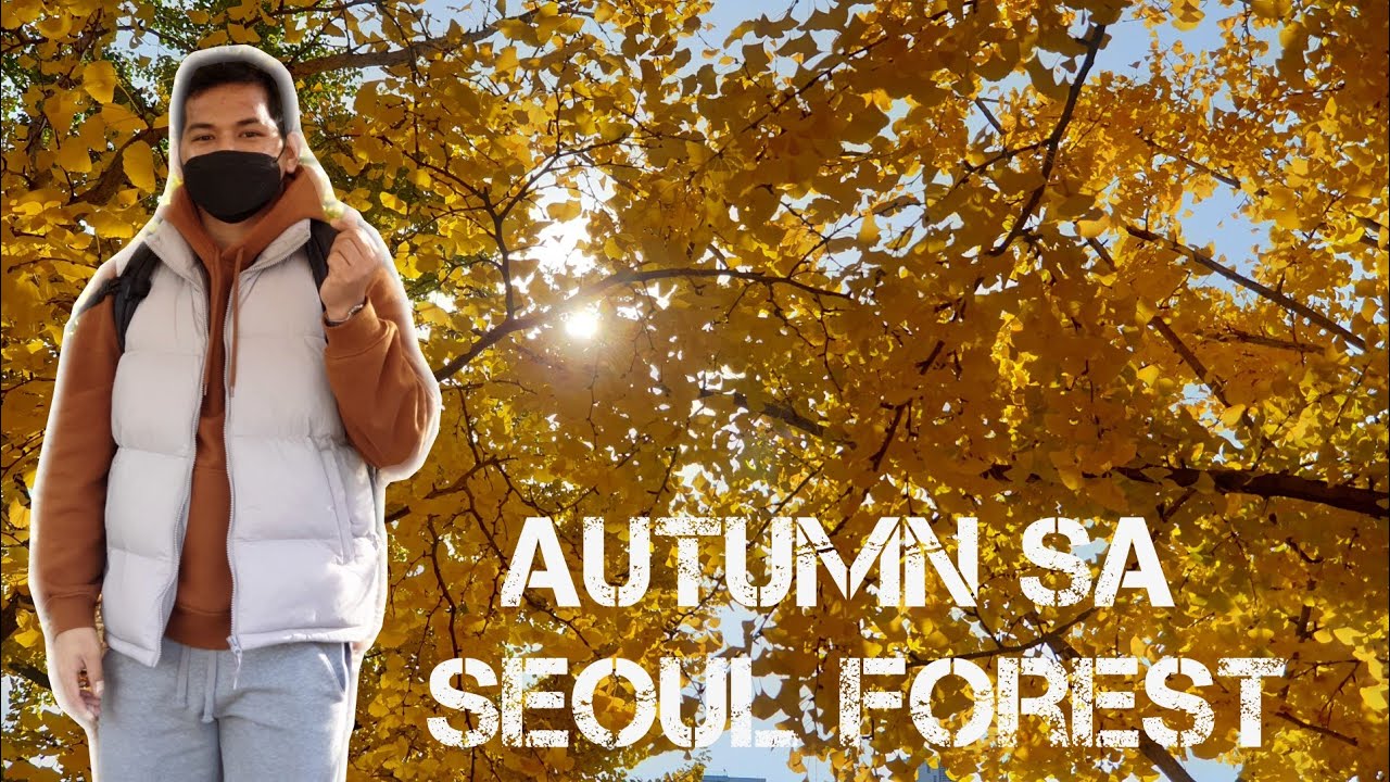 Autumn in Seoul Forest [4K] 서울 숲 | KUYA M #travelkorea #ExperienceSeoul #autumn