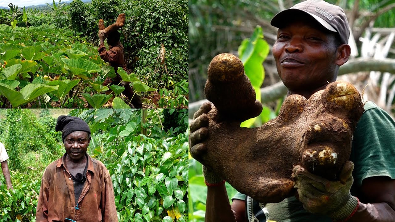 WE GO THROUGH PAINS PAAKRO AGYENASE FARMERS SHARES THE DIFFICULTY IN FARMING