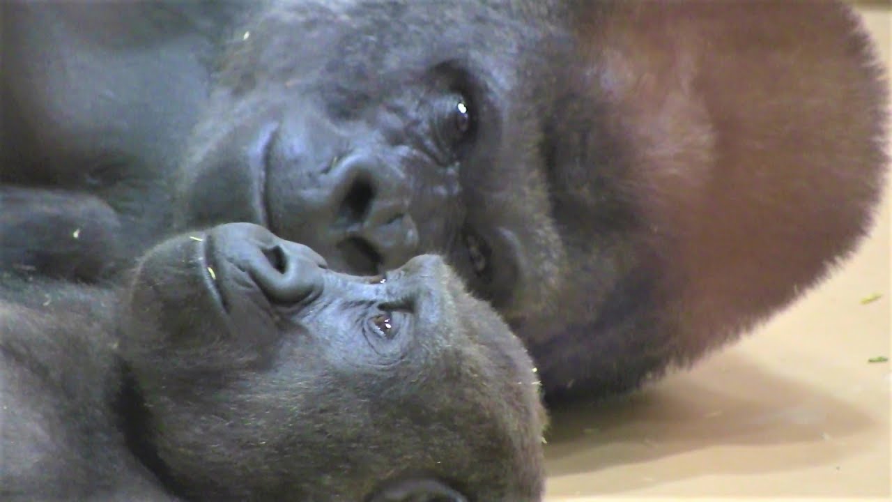 シャバーニと息子キヨマサ16  Dad Shabani & son Kiyomasa