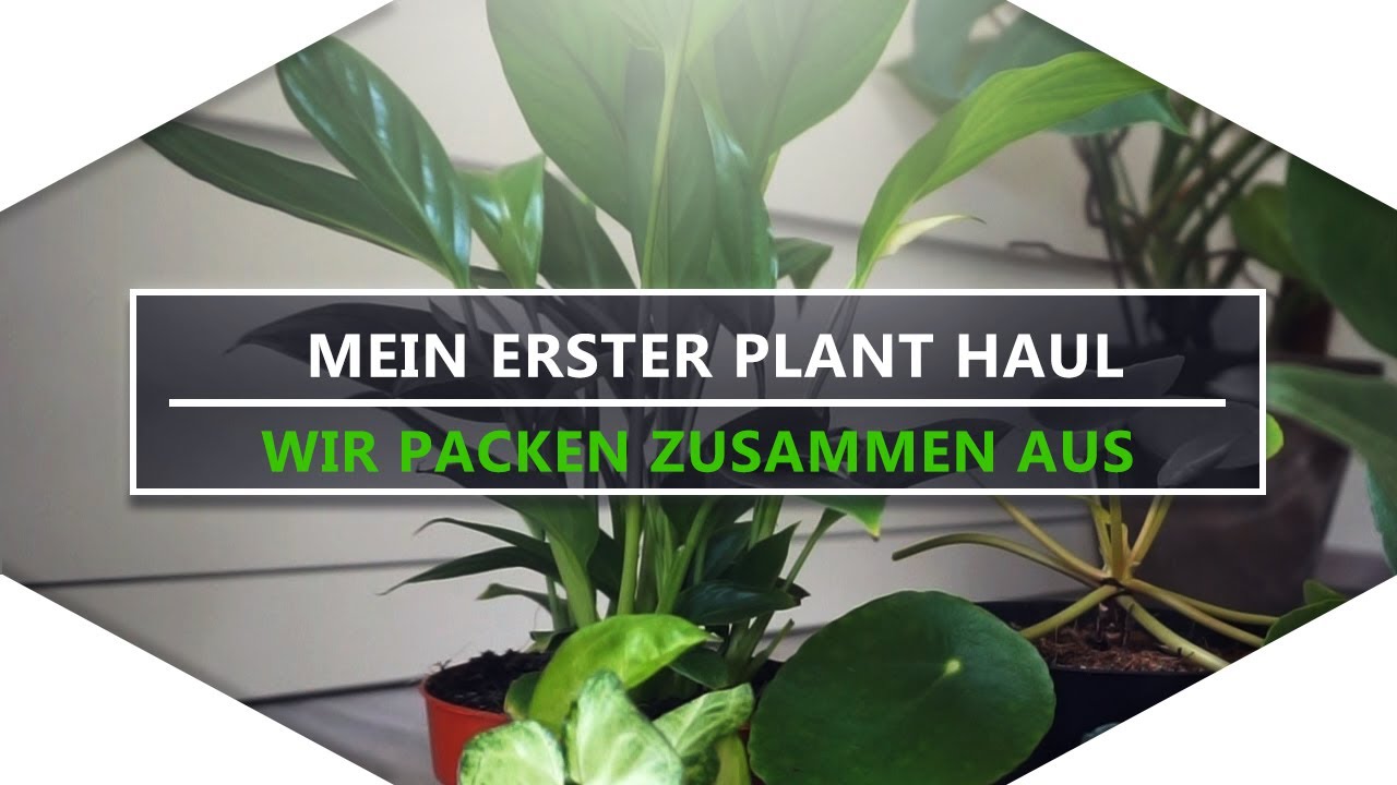Zimmerpflanzen UNBOXING | Mein erster Pflanzen Haul