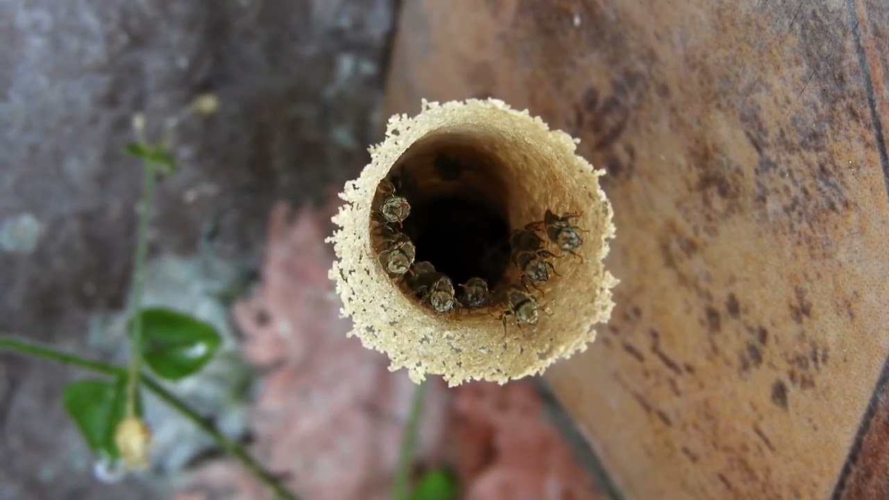 Choosing The Right Hive For Your Backyard Beekeeping Adventure