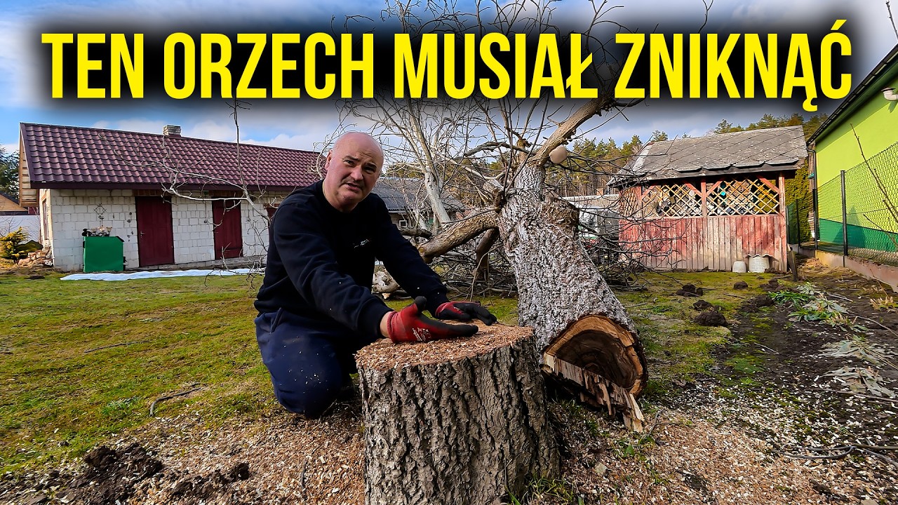 KUPIŁEM GOSPODARSTWO… I W KOŃCU WYCIĄŁEM TEGO ORZECHA