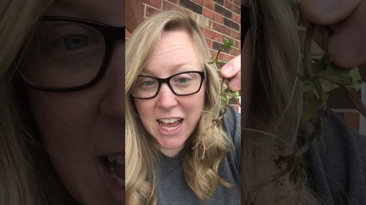 #WEEDCHALLENGE