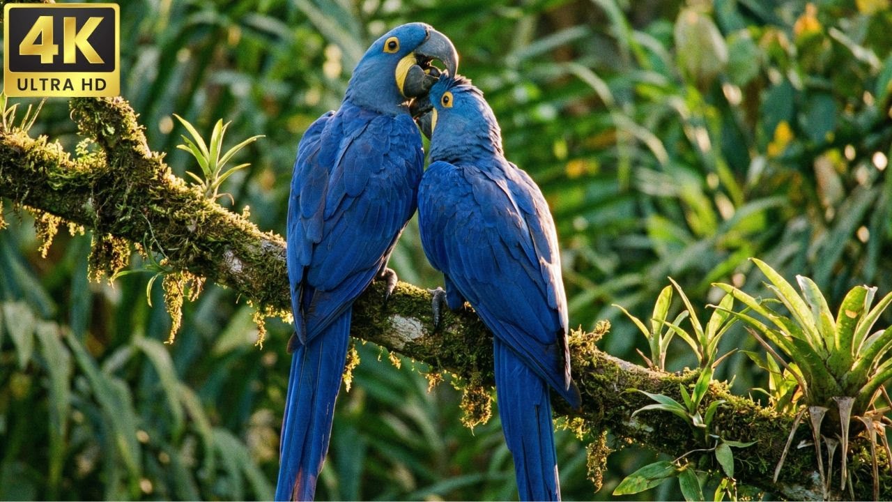 Wings of Amazonia : Relaxing Walk with Hyacinth Macaw, Hummingbird & Cock-of-the-Rock | 4K Cinematic