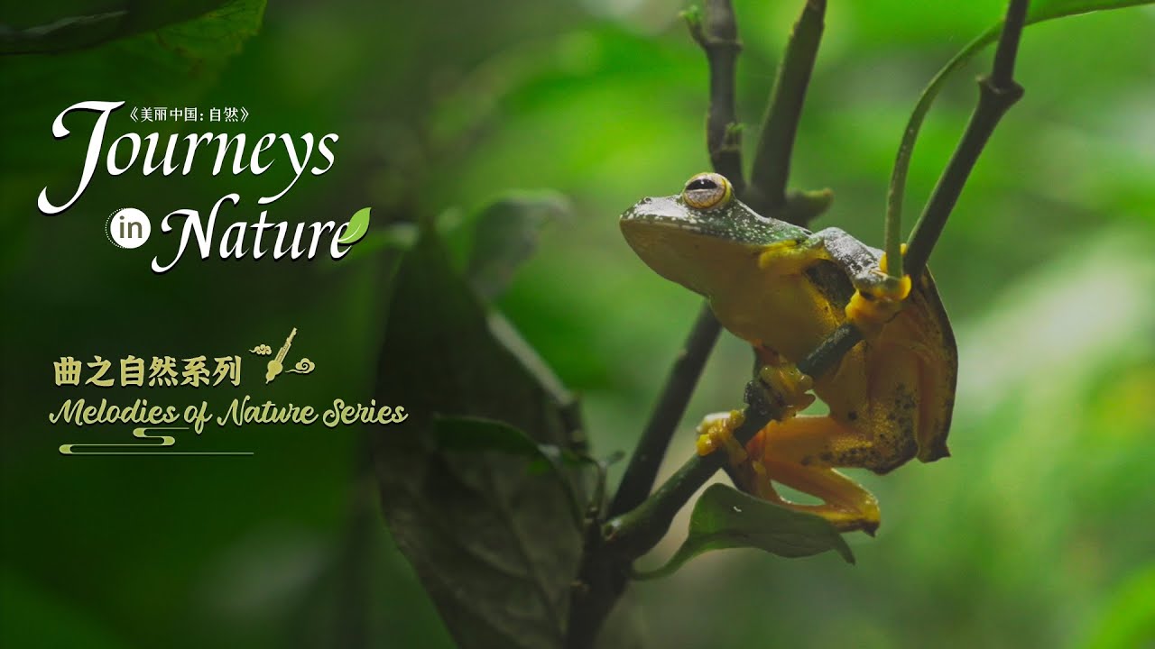 Melodies of Nature Series Ep. 2: Xishuangbanna, a mysterious landNature